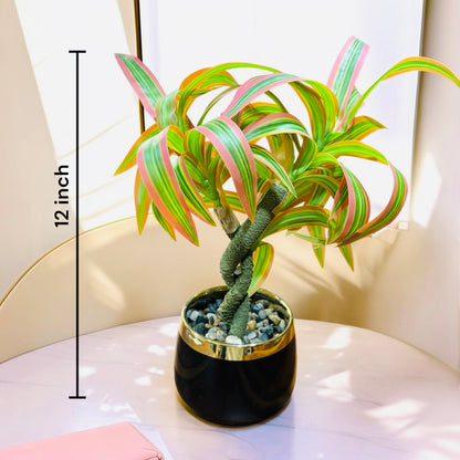 Premium Artificial Dracaena Plant with Black & Gold Ceramic Pot | Realistic Decorative Indoor Tabletop Plant for Home & Office Décor